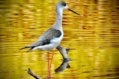 WhatsApp-Image-2025-01-06-at-16.57.54_88fa2cd3