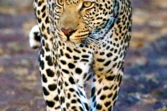 966b4f122ae65f6e3f4bf77a001f2778-1