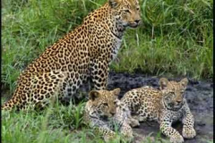 baby-leopard-pictures