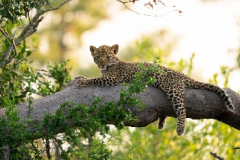 customised-safaris-1