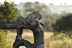 tengile_leopard_adult_001_lr-768x512-1