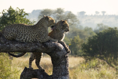 tengile_mother_and_cub_002_lr