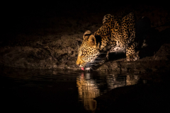 tips-to-photograph-wildlife-on-a-night-safari-in-africa-8